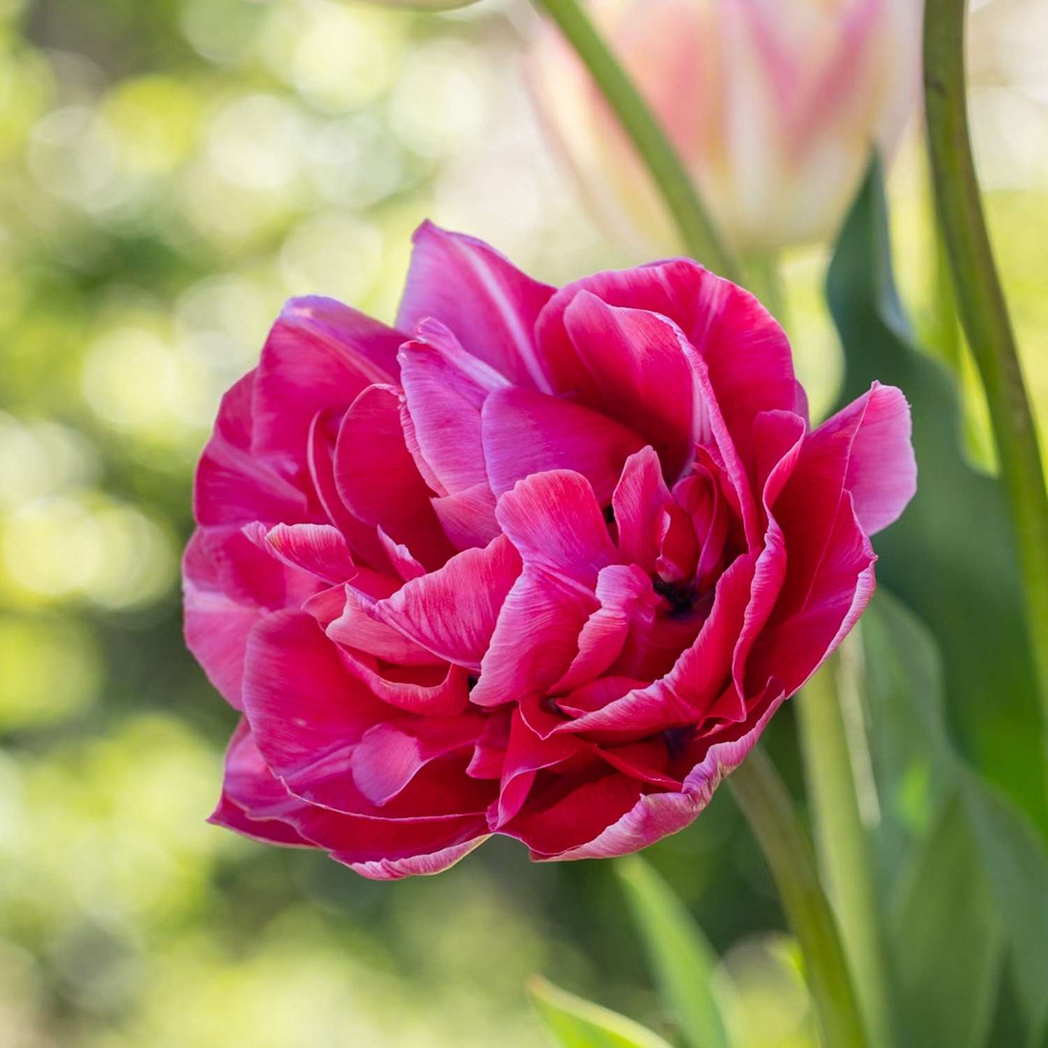 Tulppaani 'Aveyron'